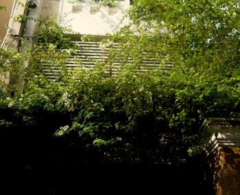 Rental house Binh Thanh